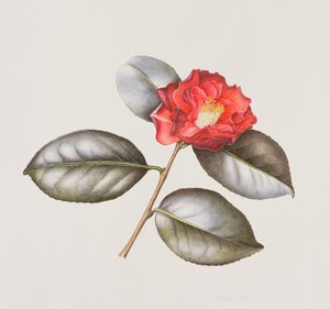 Camellia Japonica Adolphe Anderson, 1996 (wc på papir)